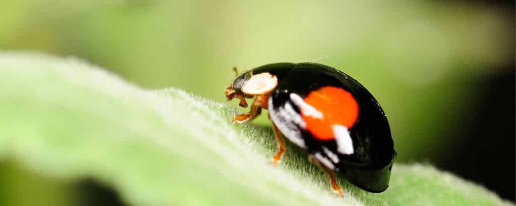 Manual focusing