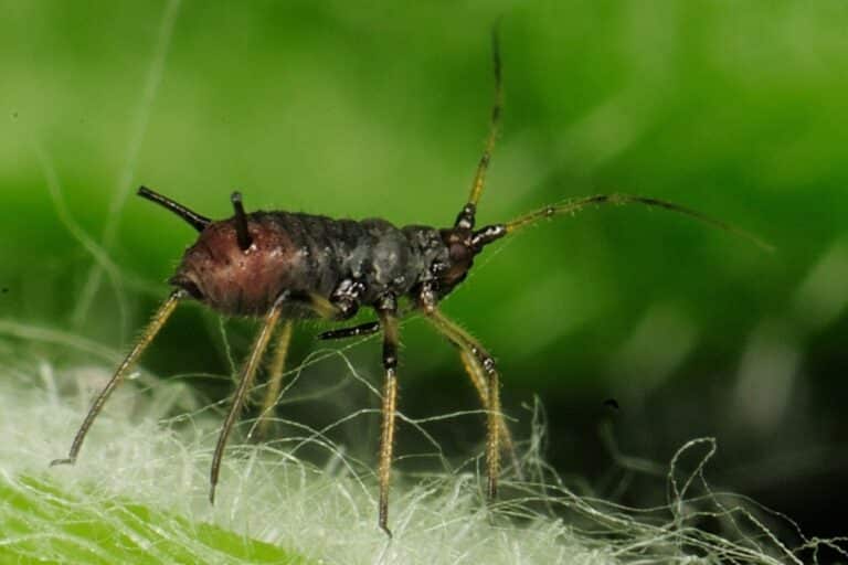 What is macro photography