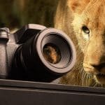 Loin with a camera - Best cameras for Wildlife Photography