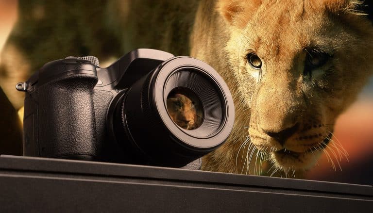 Loin with a camera - Best cameras for Wildlife Photography