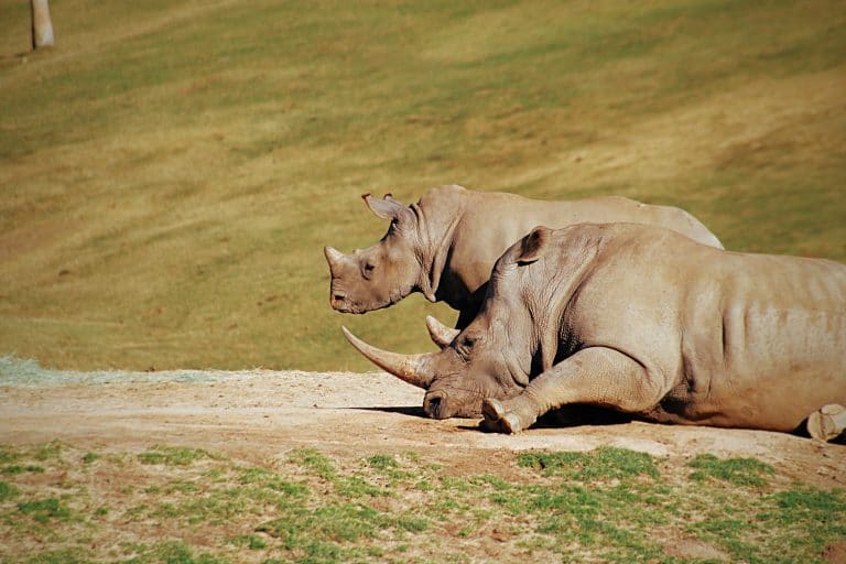 Wildlife Photo of Rhinos