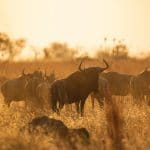 Tips for Wildlife Photography of buffalos