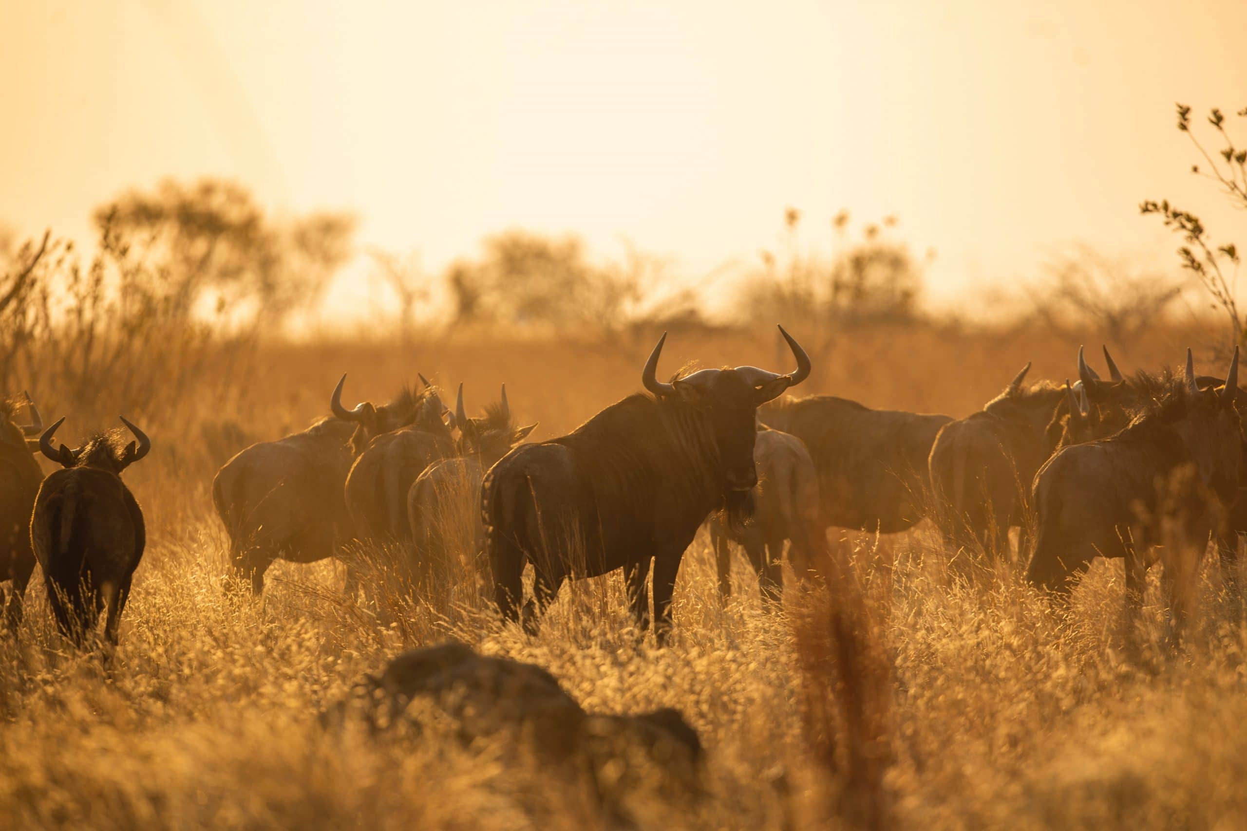 Tips for Wildlife Photography of buffalos