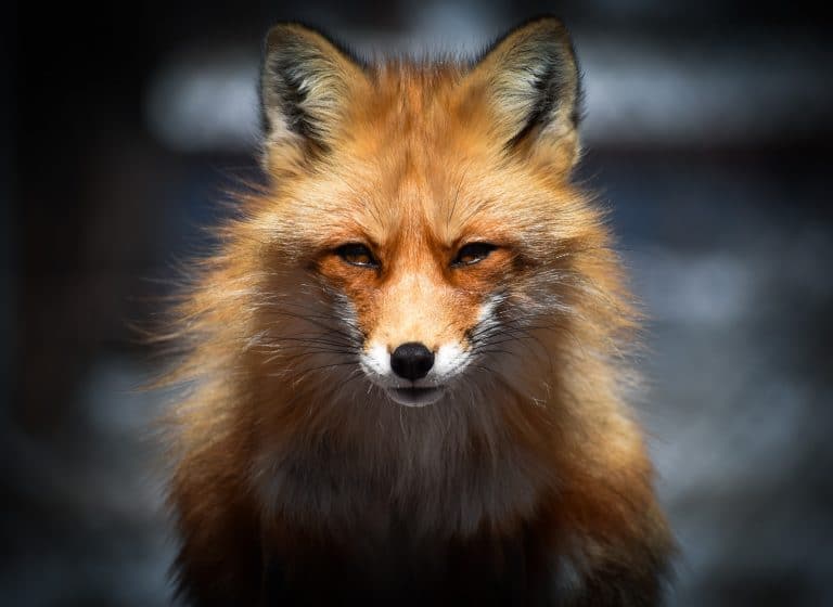 Fox with blurred background - How to Blur Background in Lightroom