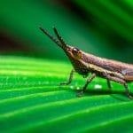 Tips for Photographing Insects on leaf