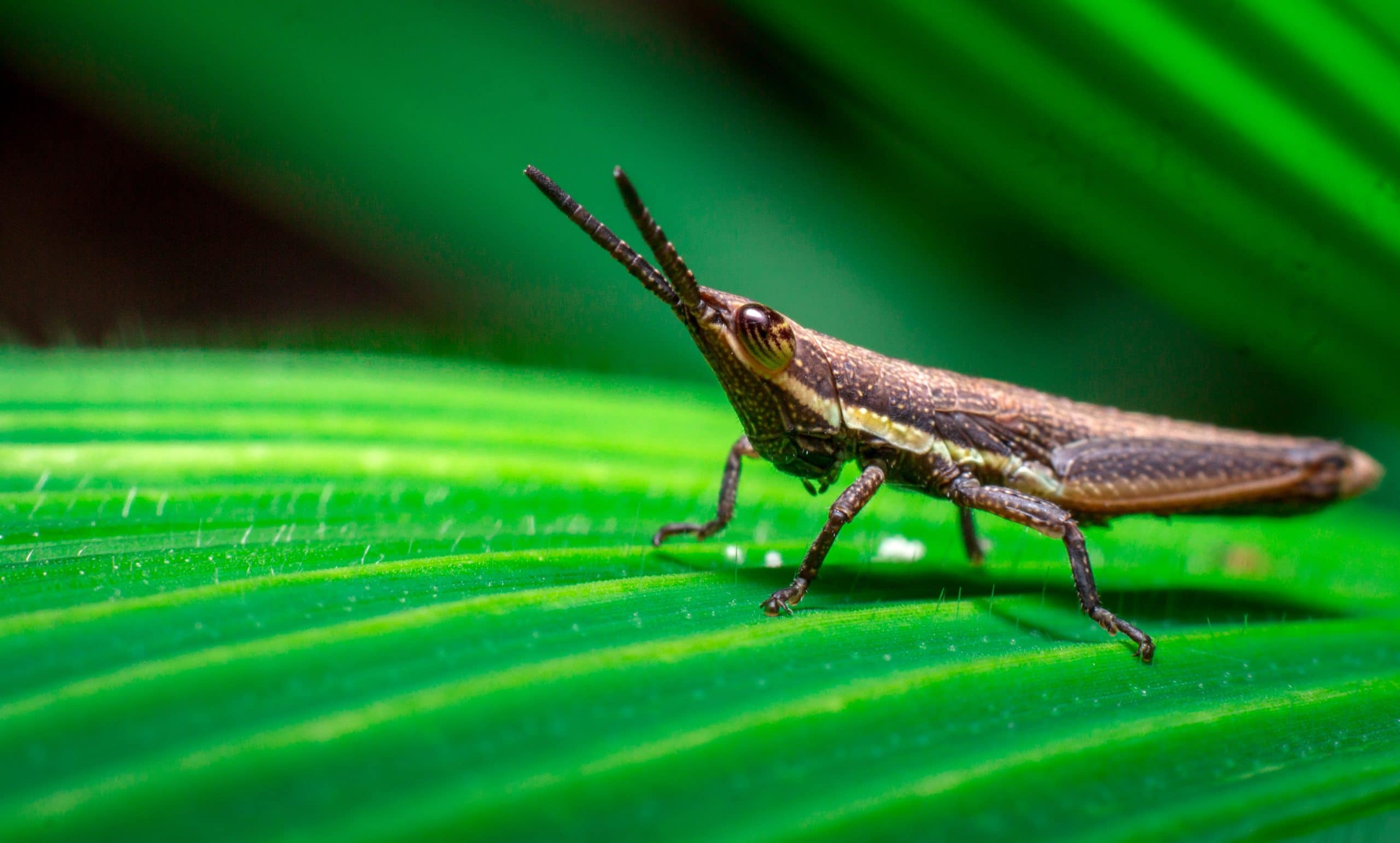 Tips for Photographing Insects on leaf