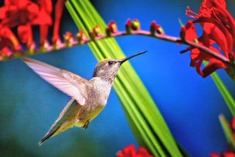 How to photograph a Hummingbird