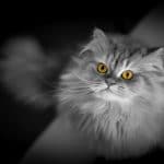 Bright eyes of cat - How to Use Selective Color in Photoshop