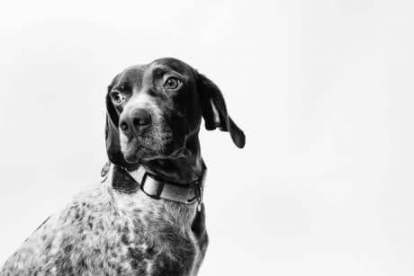 black and white pet photography
