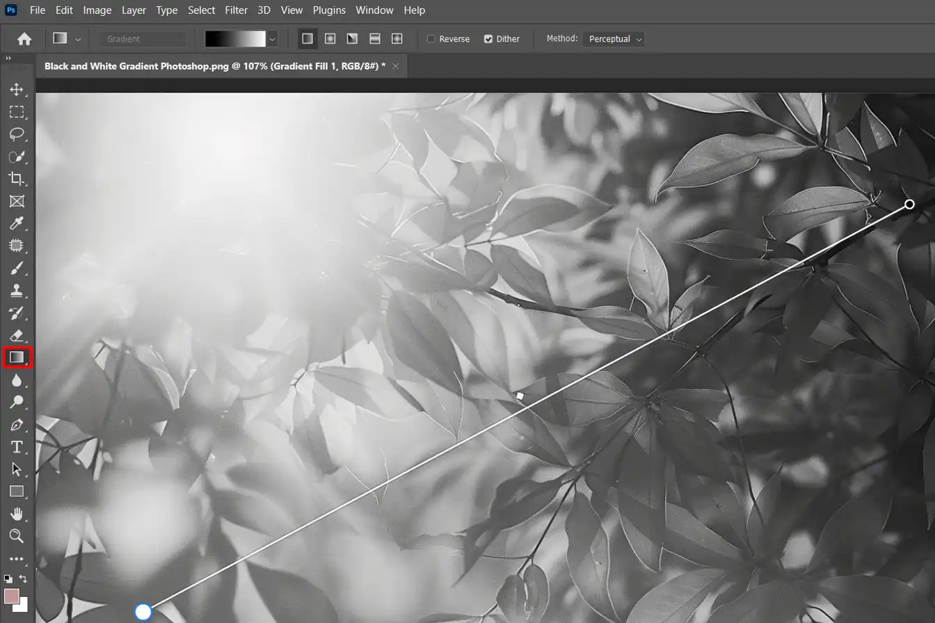 Photoshop interface with a black and white gradient overlay applied to an image, showing the gradient tool and adjustment options