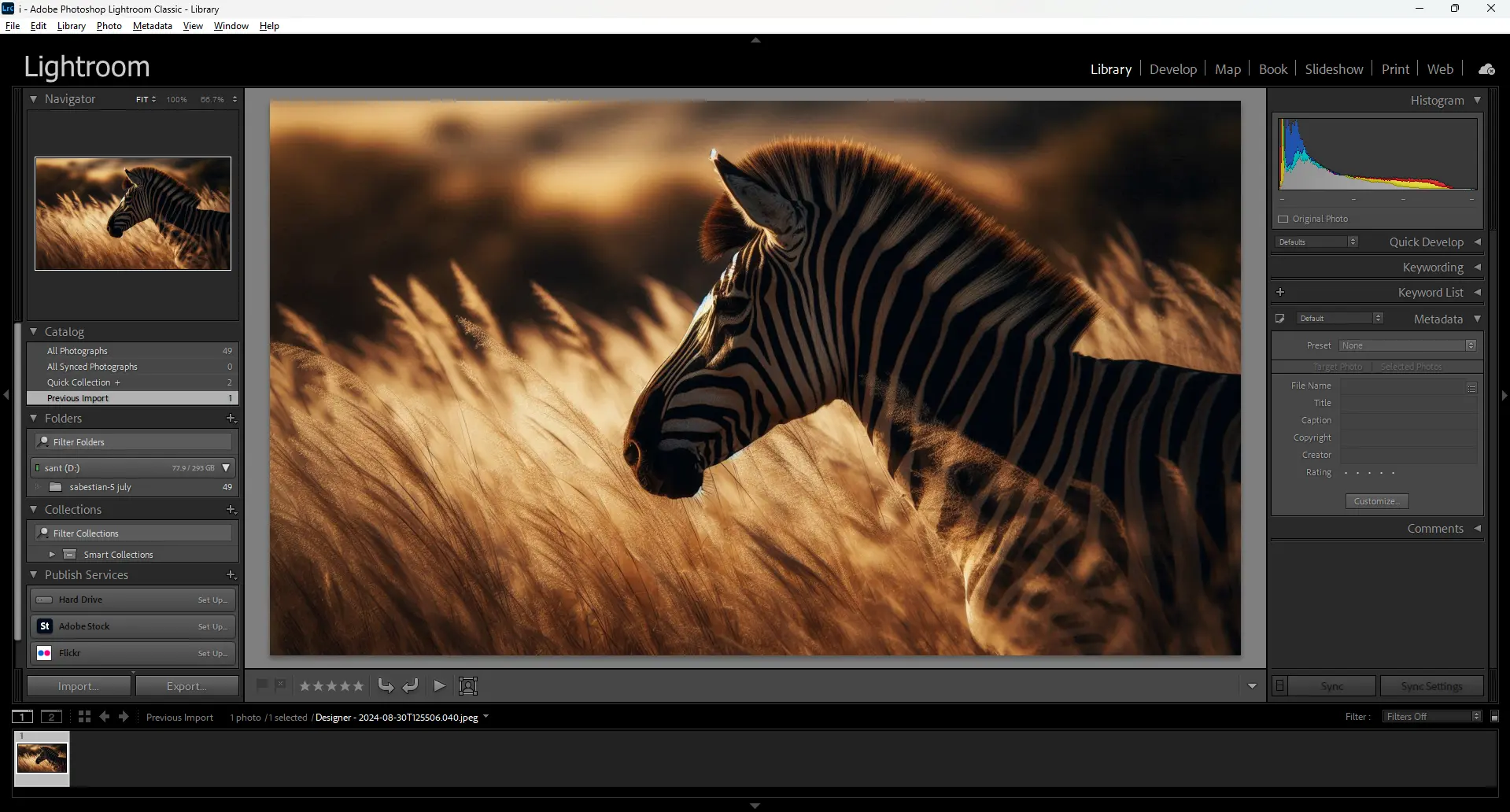 A zebra in a field of golden grass, displayed in Adobe Lightroom, showcasing detailed color grading and layered adjustments in the editing process.