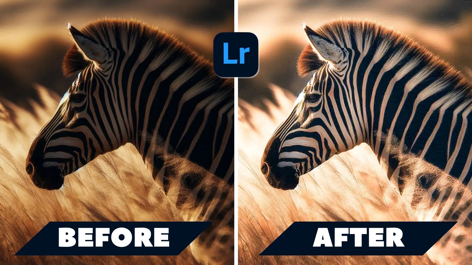 Before and after comparison of a zebra photo in Lightroom, demonstrating adjustments to hue, saturation, and luminance for a polished final result.