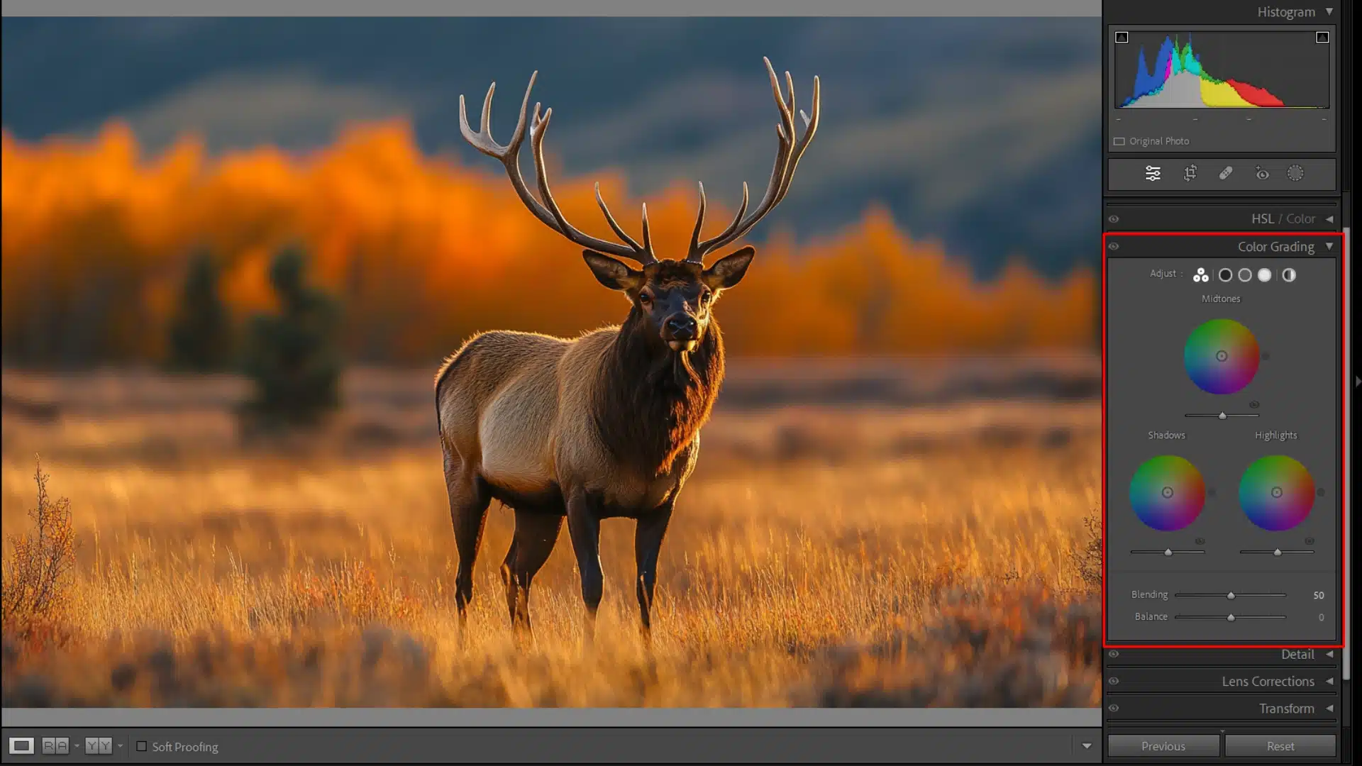 Elk in a meadow with vibrant autumn colors, enhanced through color grading adjustments in Lightroom to balance shadows, midtones, and highlights.