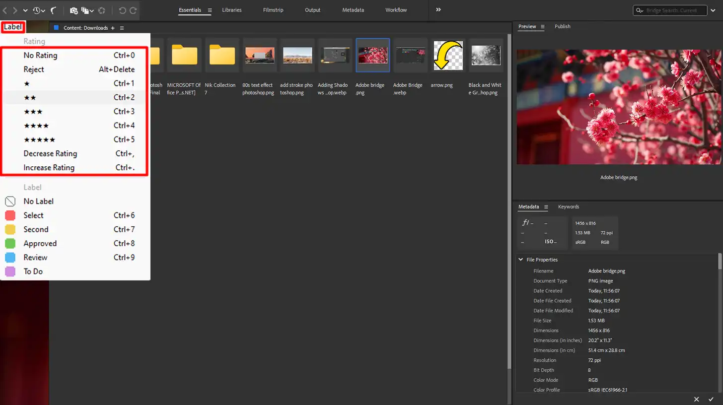 Applying star ratings to images in Adobe Bridge
