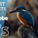 This image is showing Kingfisher perched on a branch with Smart Objects text and icon of it in the bottom right corner.