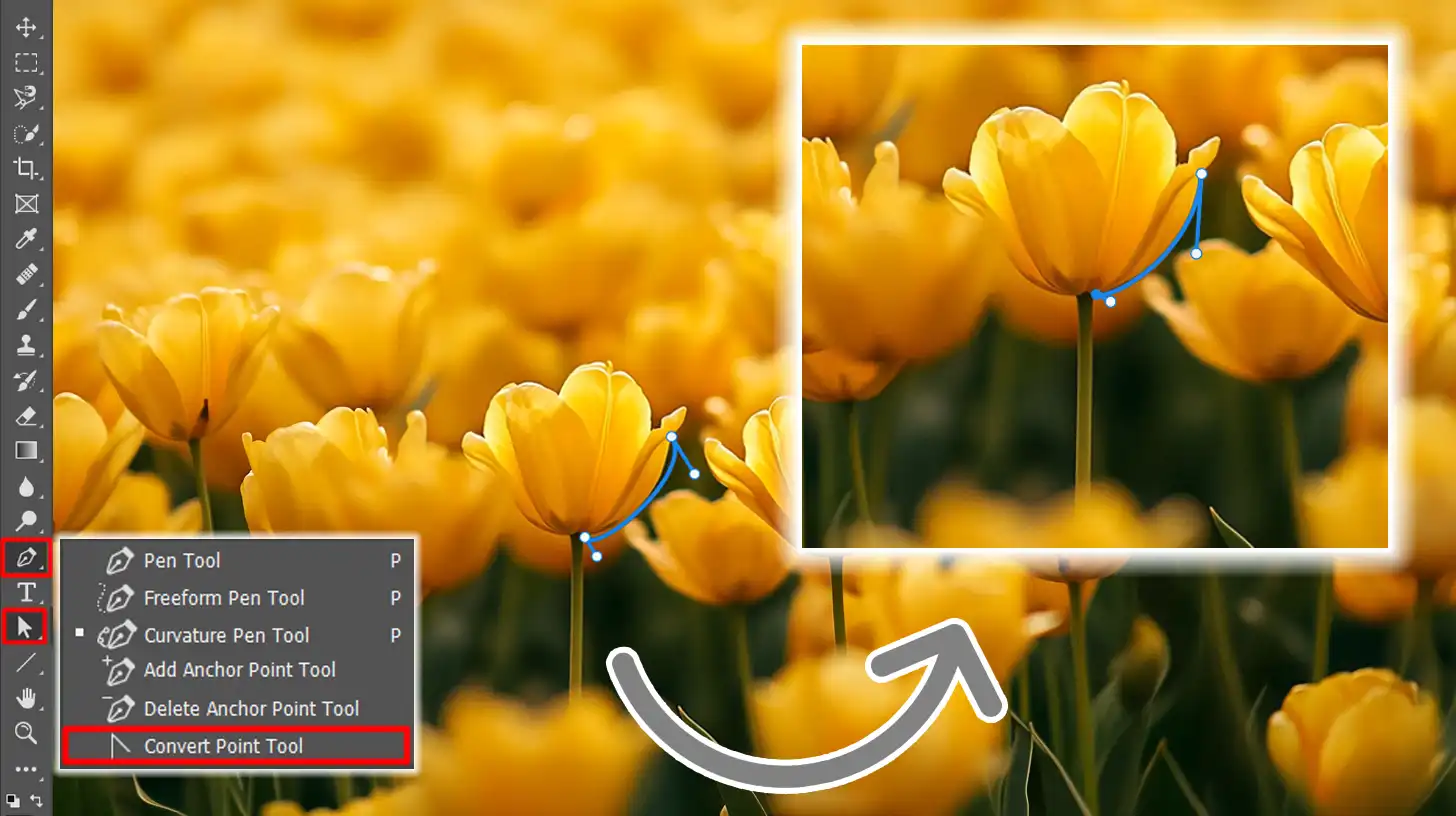 Photoshop interface with paths and curves adjusted on yellow flowers using the Convert Point Tool