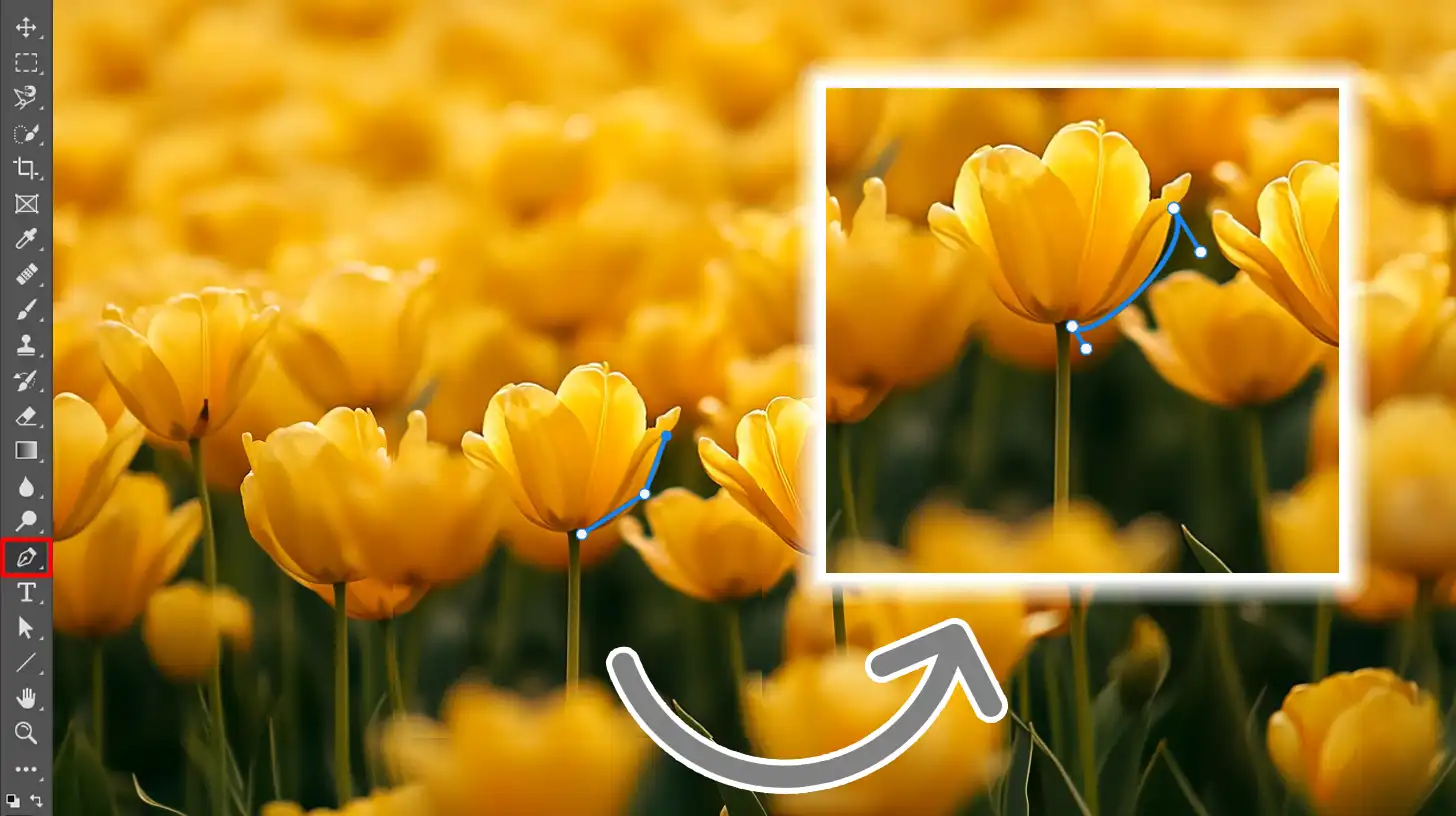 Photoshop's Pen Tool being used to outline the edges of yellow flowers for vectorization