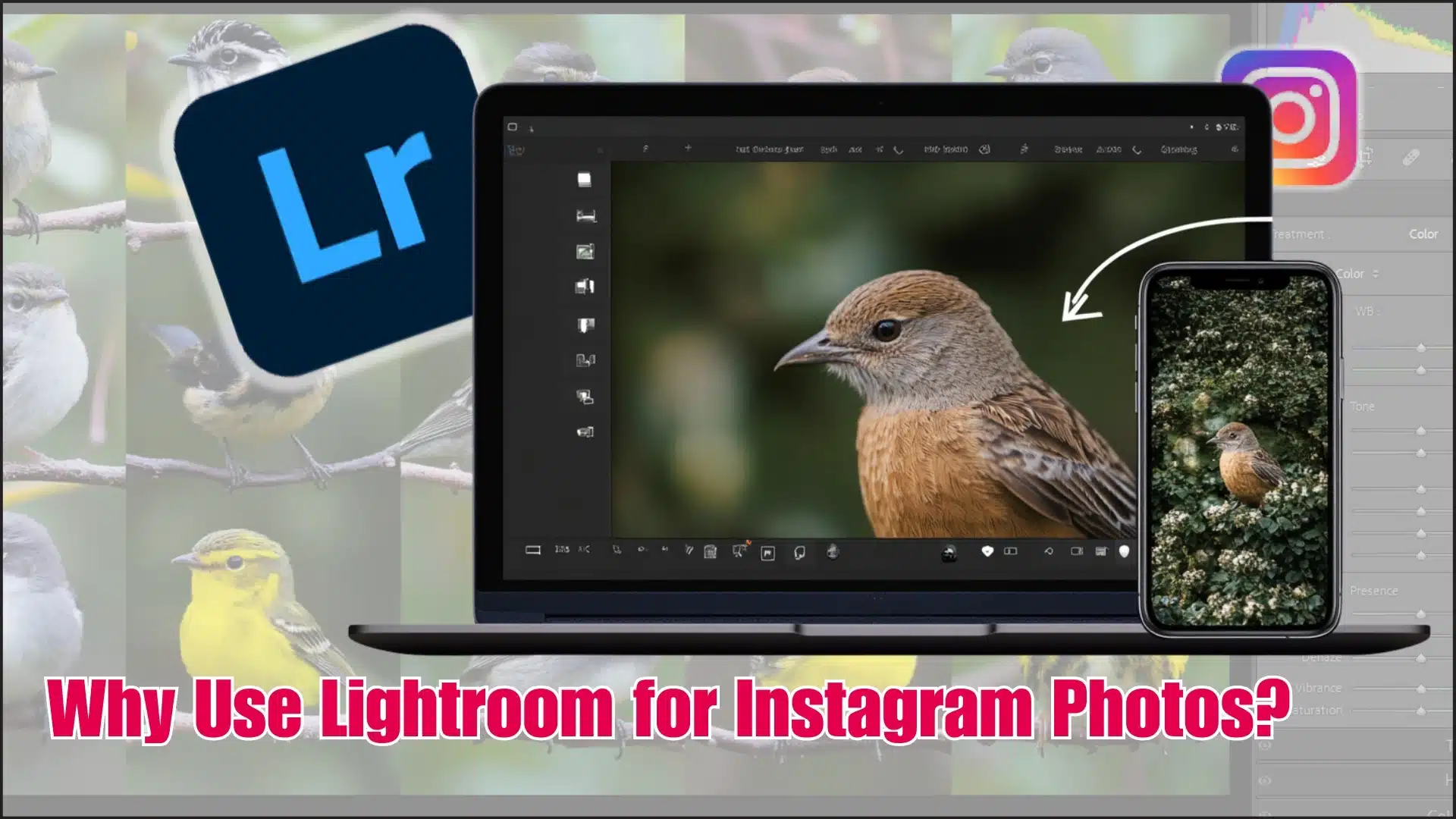 A laptop and smartphone displaying an edited bird photo using Lightroom, illustrating the benefits of Lightroom for Instagram photos.